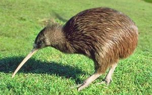 Kiwi